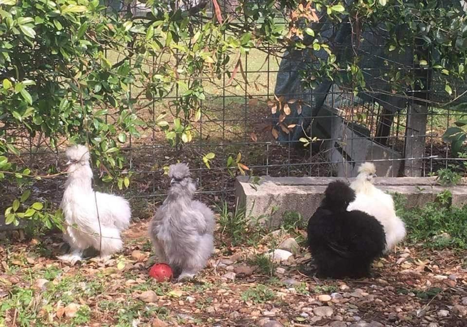 Agriturismo Il Podere Vedelago Con San Bernardo, Alpaca E Una Pentola Di Cose Da Scoprire Екстер'єр фото