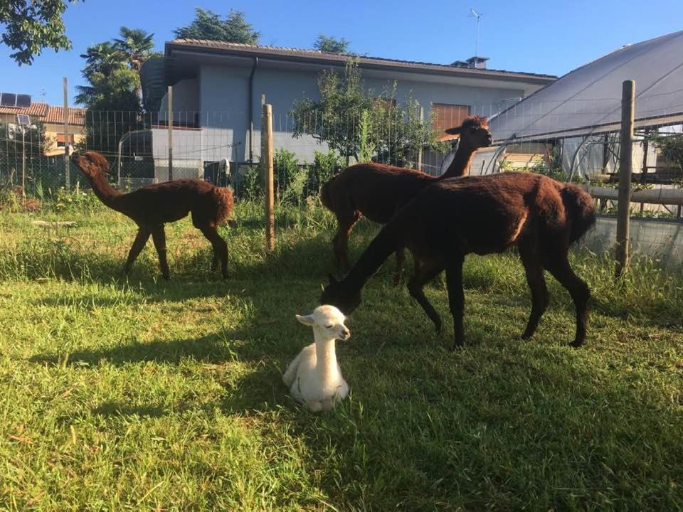 Agriturismo Il Podere Vedelago Con San Bernardo, Alpaca E Una Pentola Di Cose Da Scoprire Екстер'єр фото