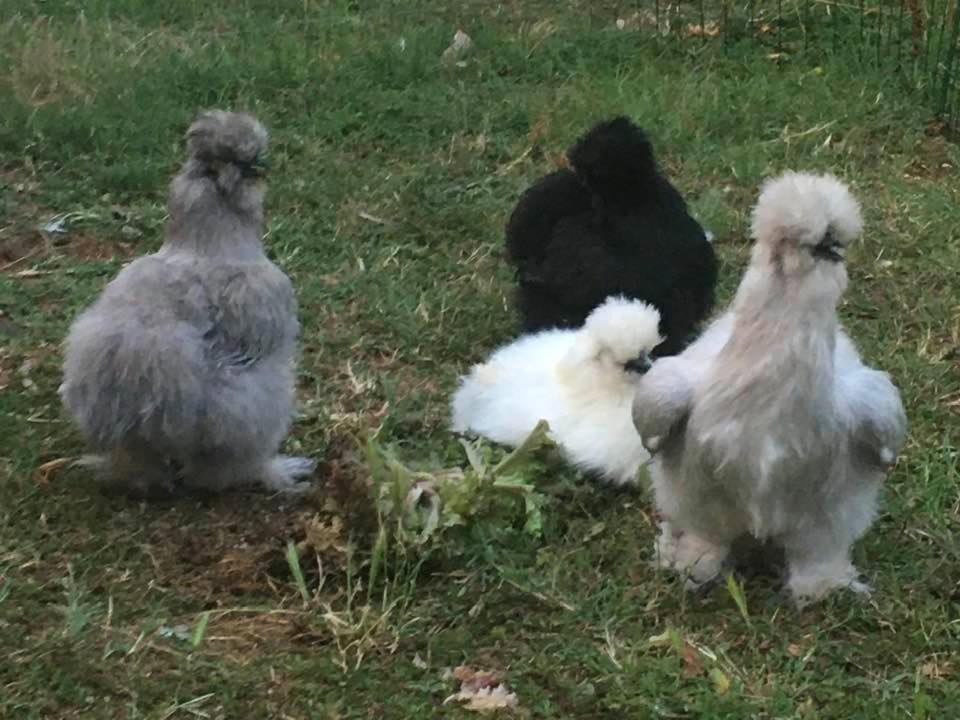 Agriturismo Il Podere Vedelago Con San Bernardo, Alpaca E Una Pentola Di Cose Da Scoprire Екстер'єр фото