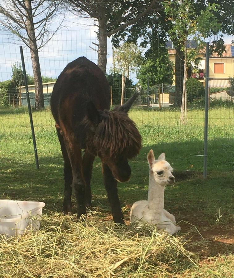 Agriturismo Il Podere Vedelago Con San Bernardo, Alpaca E Una Pentola Di Cose Da Scoprire Екстер'єр фото