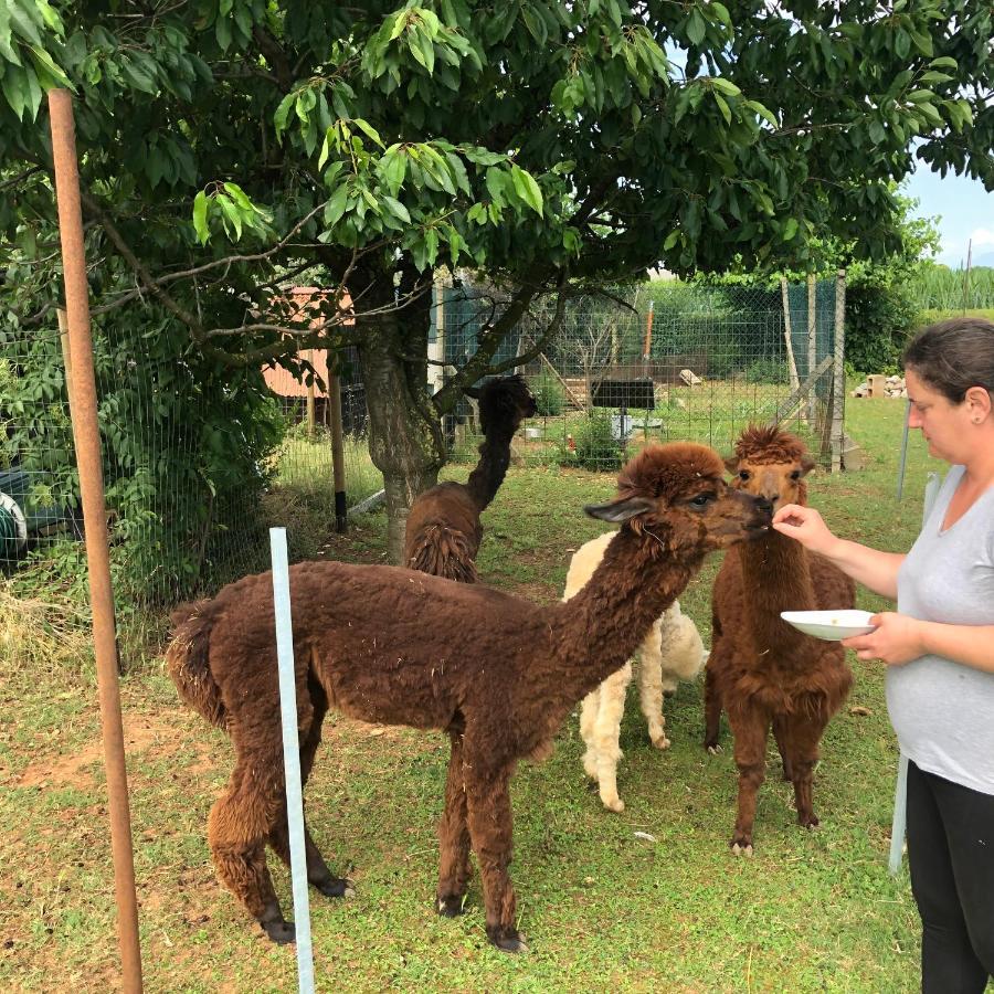 Agriturismo Il Podere Vedelago Con San Bernardo, Alpaca E Una Pentola Di Cose Da Scoprire Екстер'єр фото