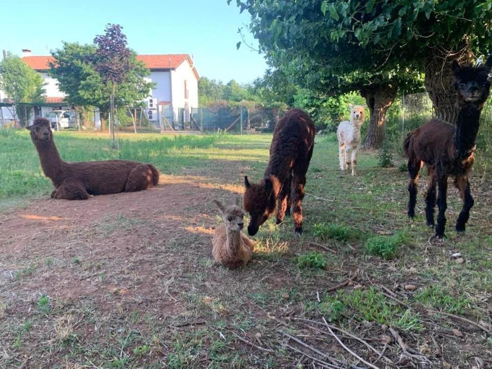 Agriturismo Il Podere Vedelago Con San Bernardo, Alpaca E Una Pentola Di Cose Da Scoprire Екстер'єр фото