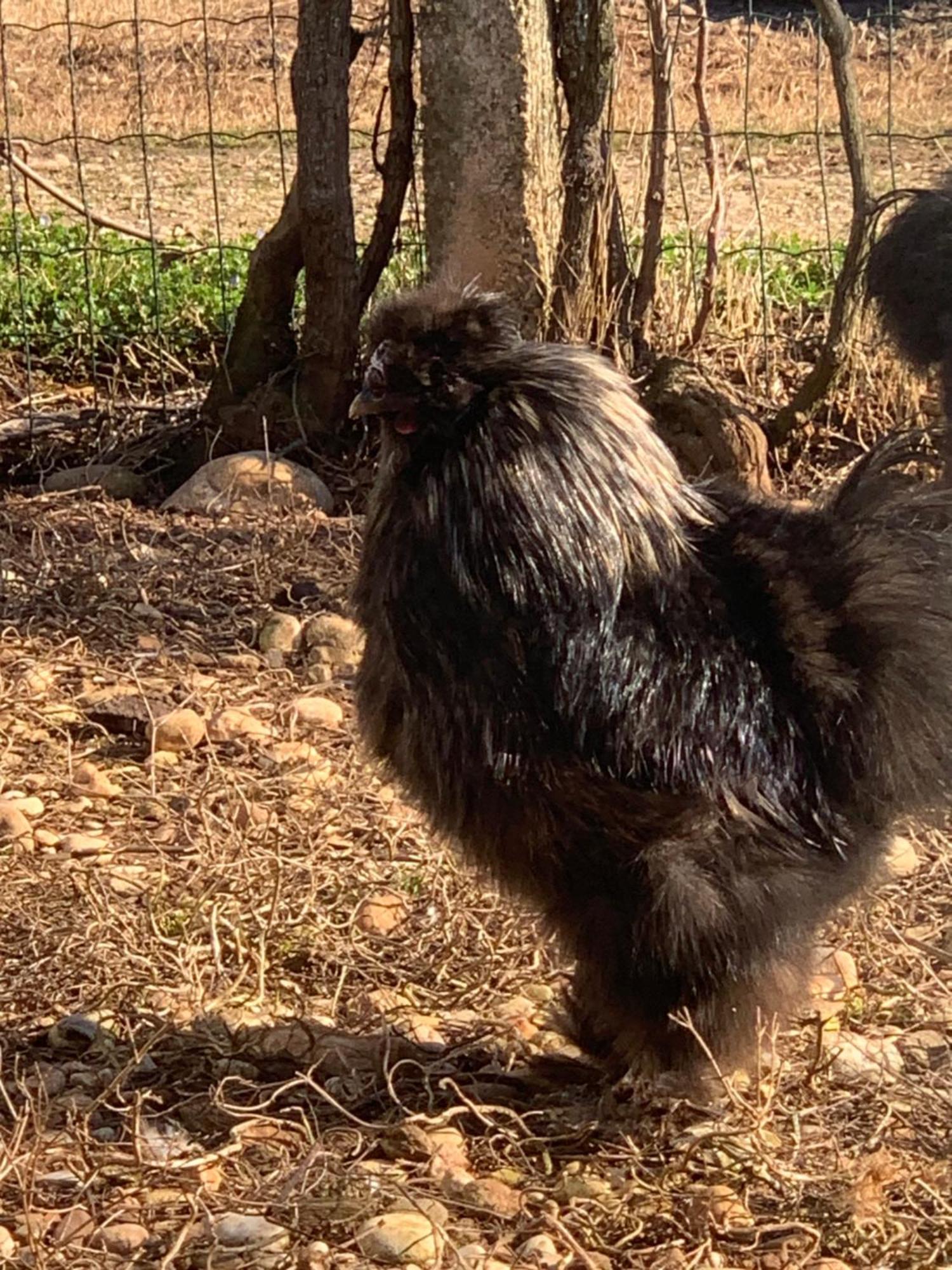 Agriturismo Il Podere Vedelago Con San Bernardo, Alpaca E Una Pentola Di Cose Da Scoprire Екстер'єр фото