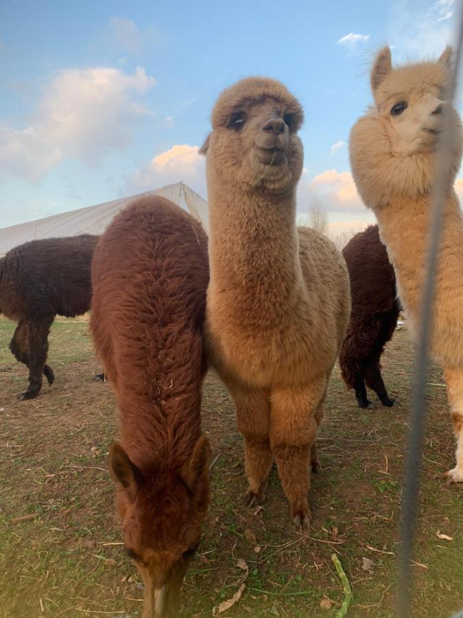 Agriturismo Il Podere Vedelago Con San Bernardo, Alpaca E Una Pentola Di Cose Da Scoprire Екстер'єр фото