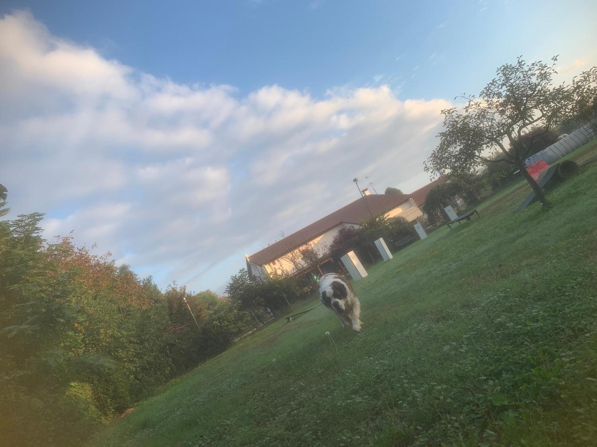 Agriturismo Il Podere Vedelago Con San Bernardo, Alpaca E Una Pentola Di Cose Da Scoprire Екстер'єр фото