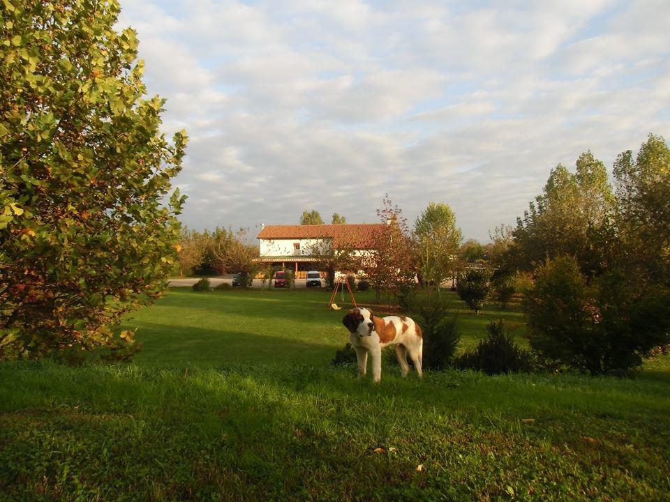 Agriturismo Il Podere Vedelago Con San Bernardo, Alpaca E Una Pentola Di Cose Da Scoprire Екстер'єр фото